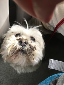 A muddy faced Cleo on the train