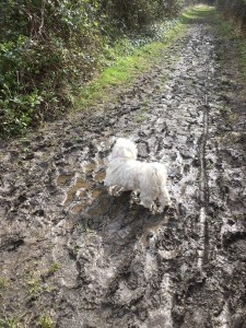 Mud mud glorious mud